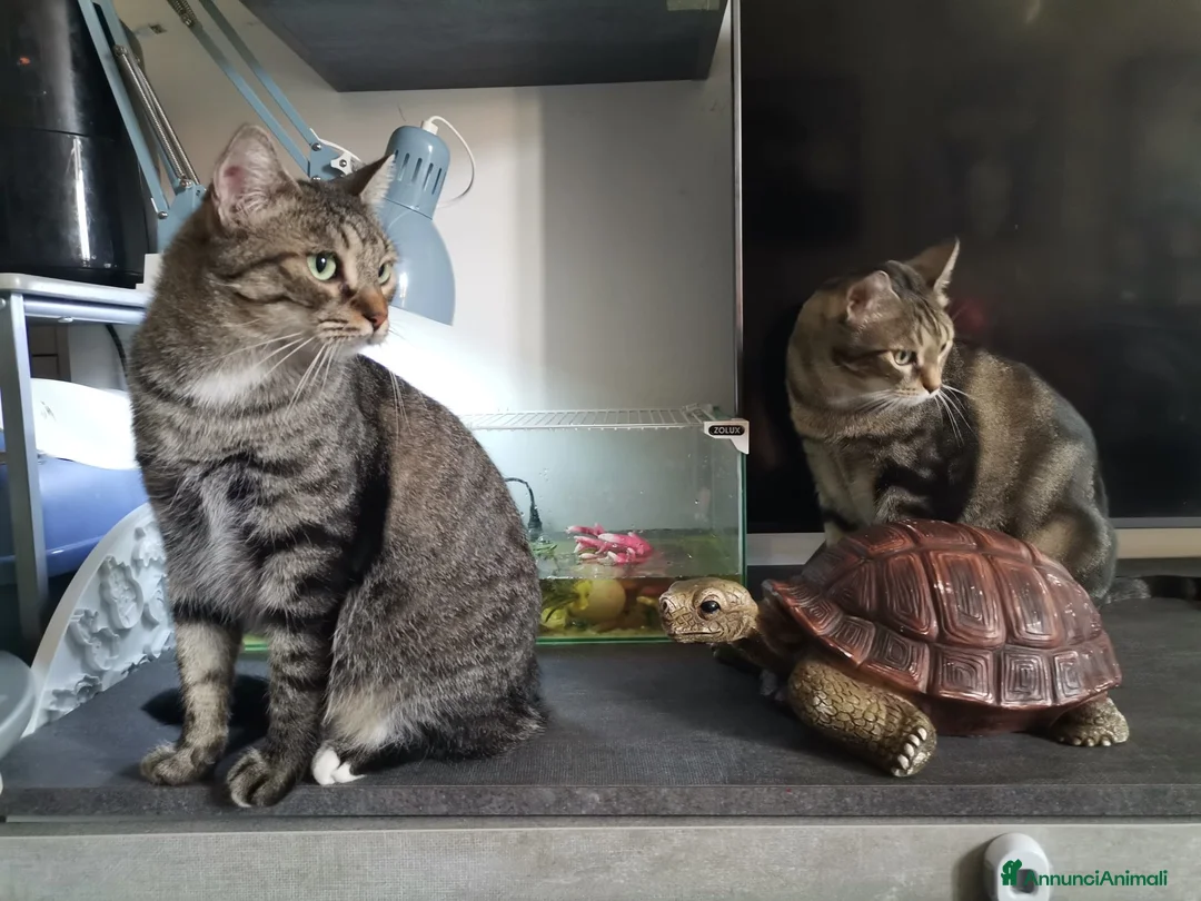 Europeo gatti in regalo: Gatti europei fratelli - Annuncio 5