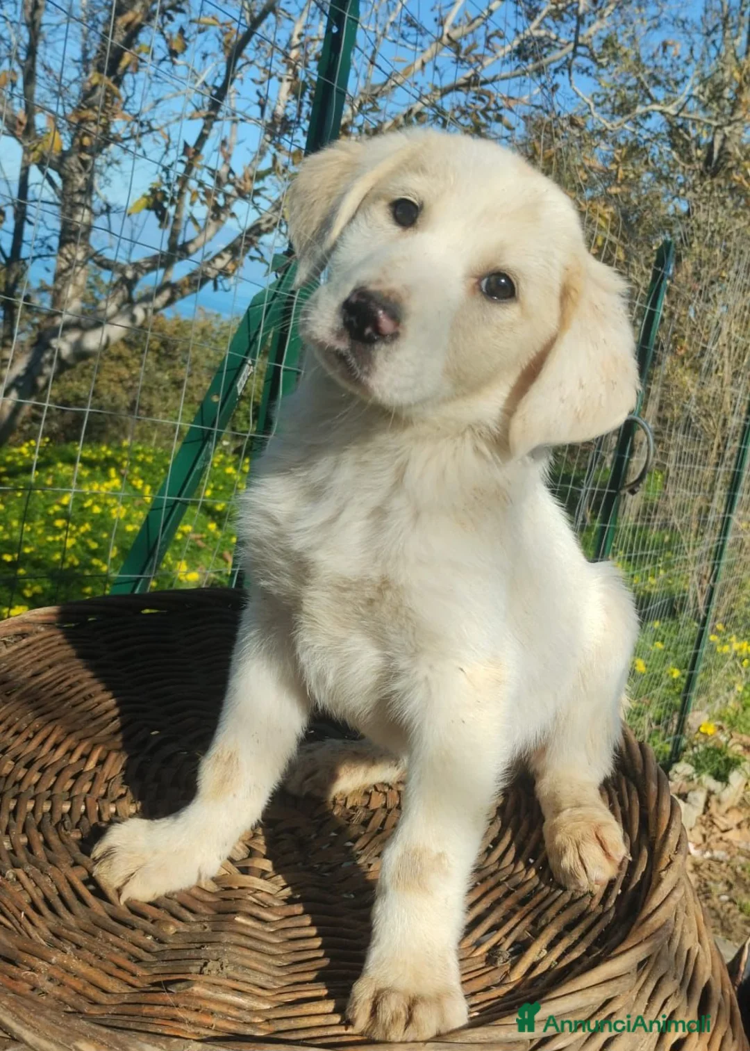 Meticcio cani in regalo: UNA MAMMA PER LORIS a Provincia di Varese - Annuncio 6