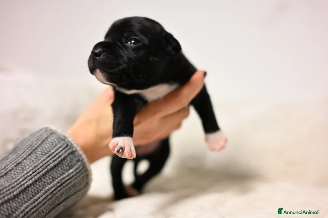 Staffordshire cani in vendita: Cuccioli di Staffordshire Bull Terrier - Annuncio 5
