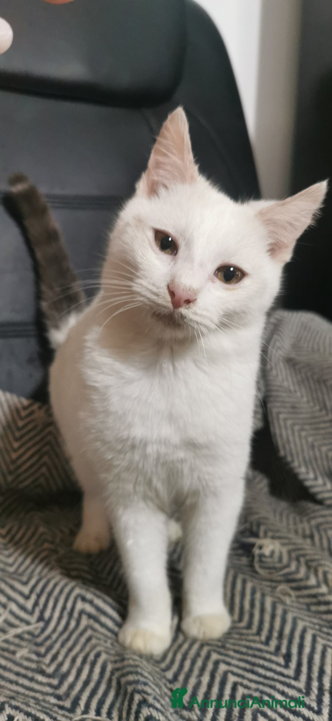 Europeo gatti in regalo: Gattino Maschio Bianco - Annuncio 1