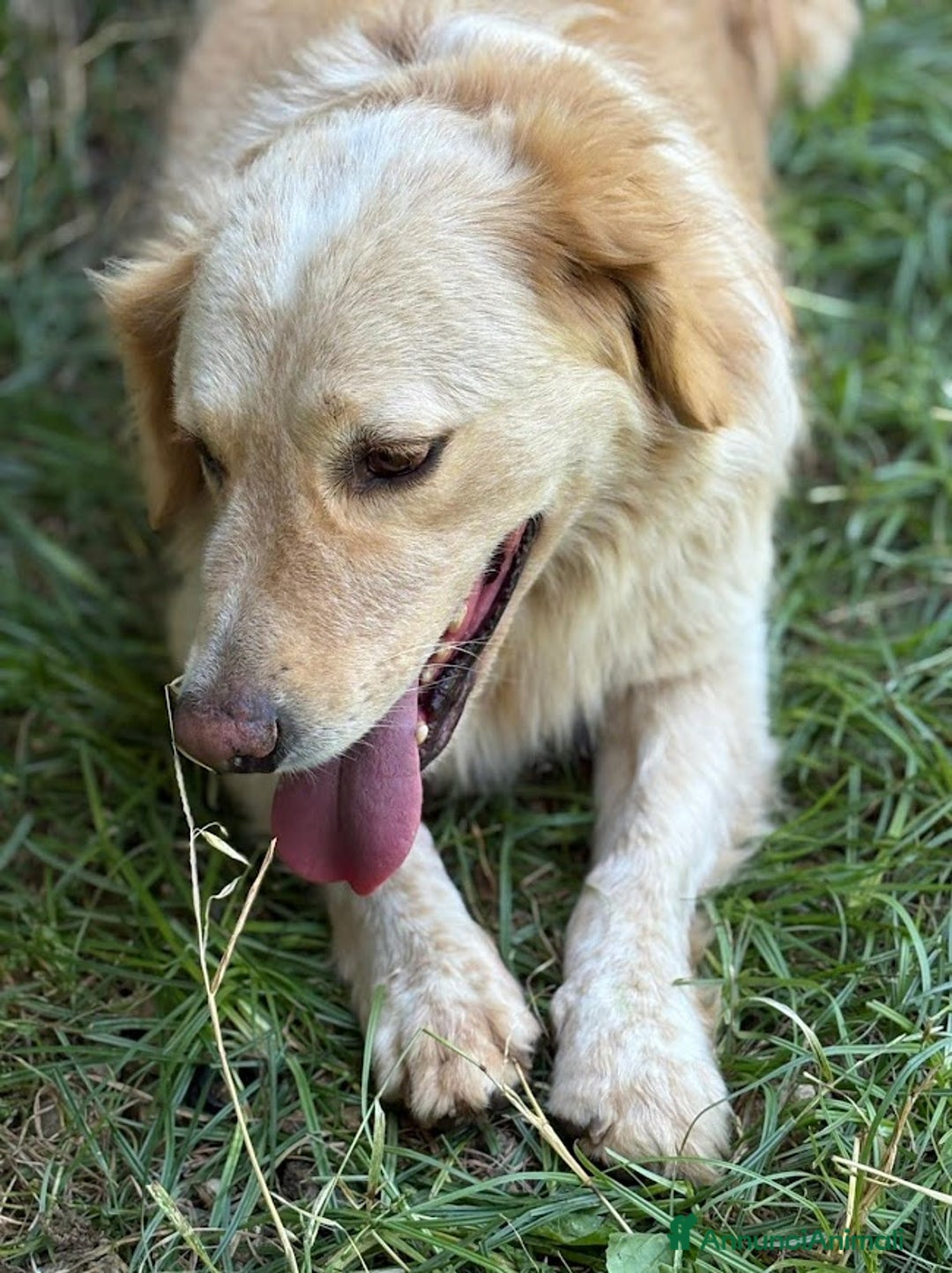 Altre razze cani in regalo: OSCAR DOLCE CANE ASPETTA CASA - Annuncio 13