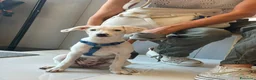 Meticcio cani in regalo: 3 mesi, futuri 14/15 chili  - Annuncio 9