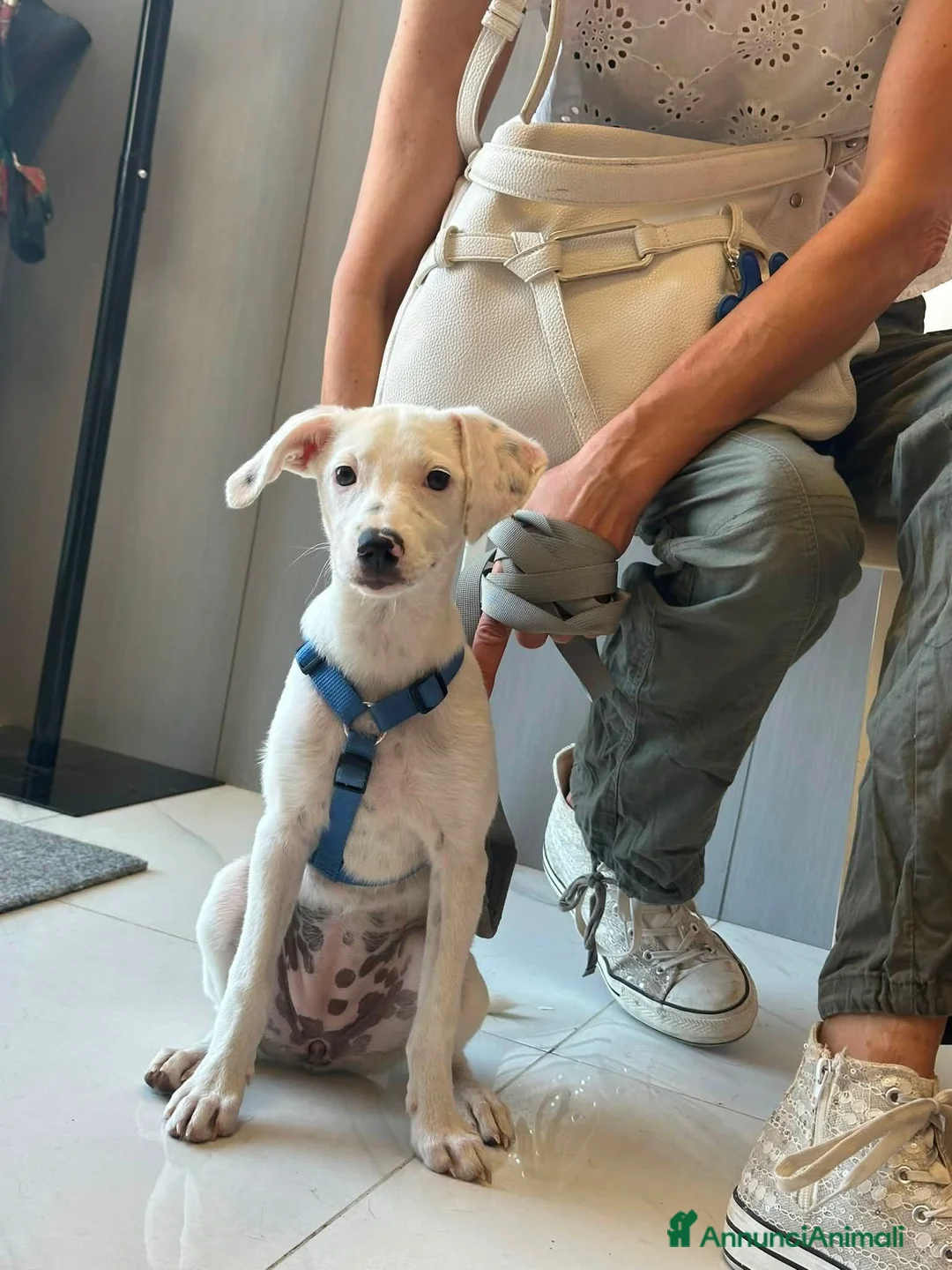 Meticcio cani in regalo: 3 mesi, futuri 14/15 chili  - Annuncio 9