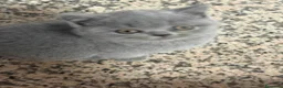 British gatti in vendita: British short hair  - Annuncio 8