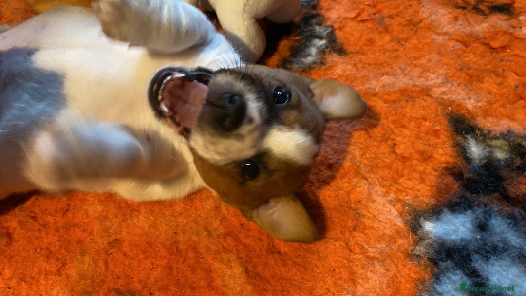 Jack Russell cani in vendita: JACK RUSSELL TERRIER pelo corto pedigree - Annuncio 16