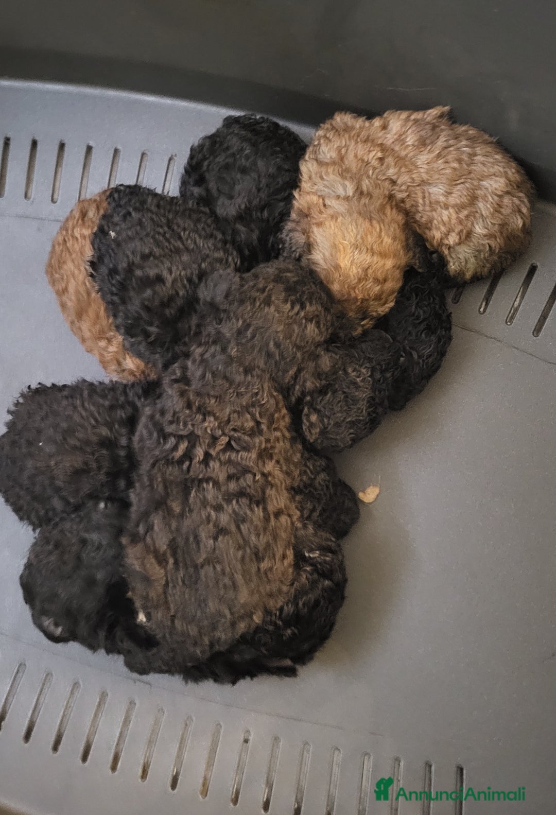 Barboncino cani in vendita: cuccioli di barboncino - Annuncio 1