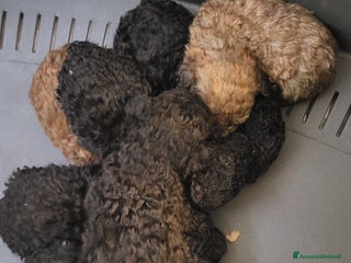 Barboncino cani cuccioli di barboncino - Annuncio 2