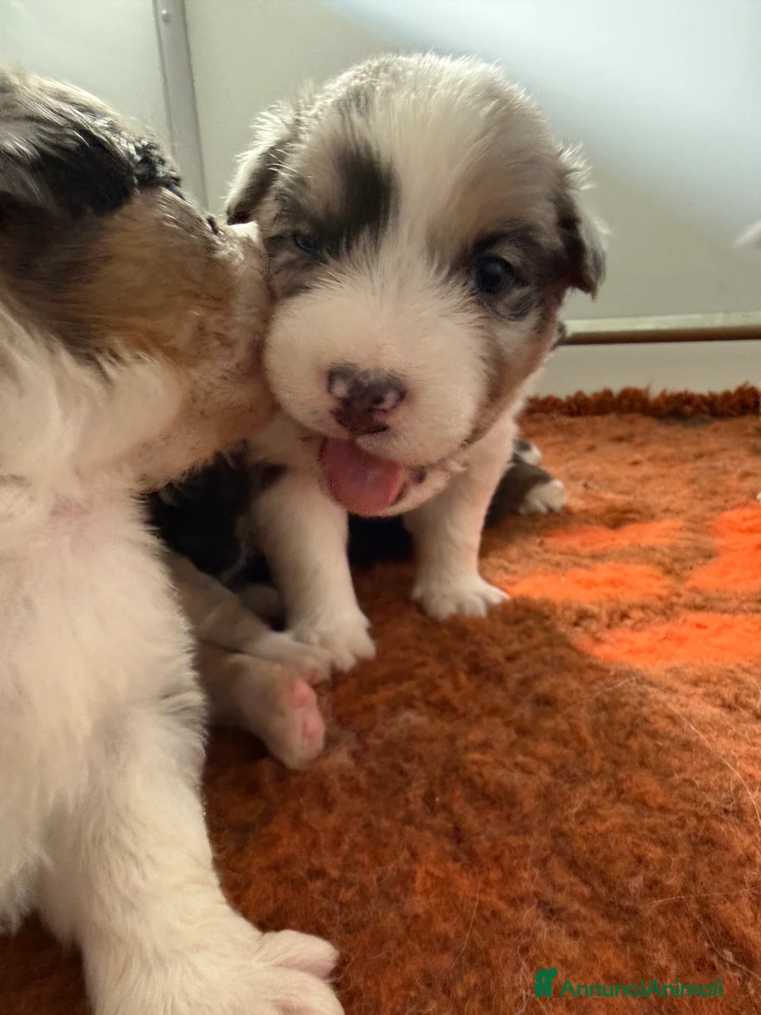 Australian Shepherd cani in vendita: Vendesi cuccioli di Australian shepherd - pedigree - Annuncio 10