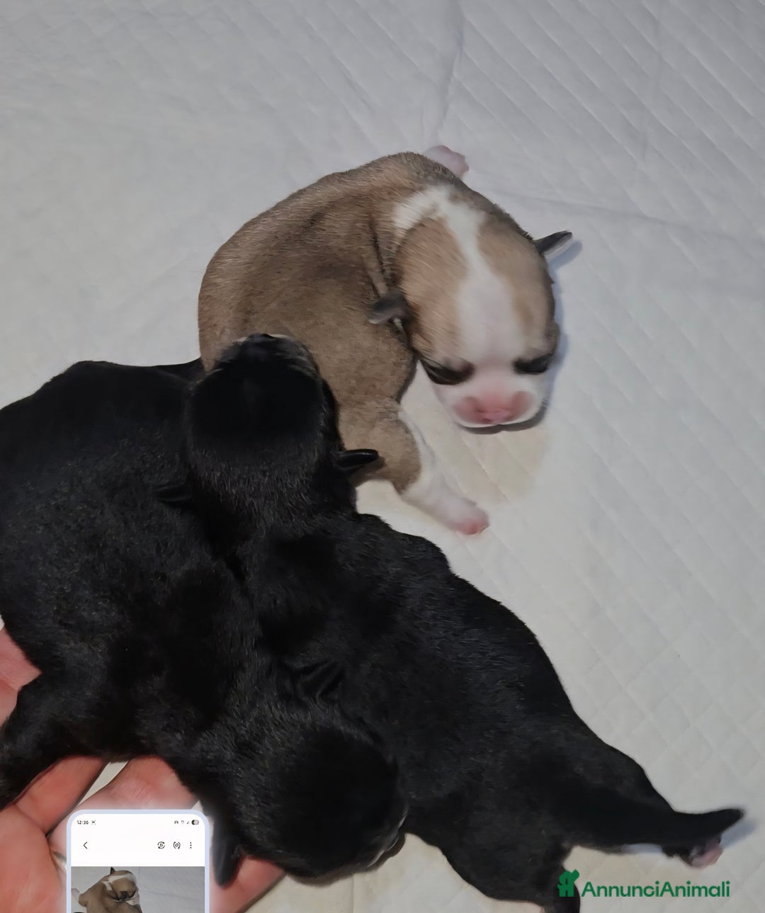 Chihuahua cani in vendita: Chihuahua toy pedigree Enci  - Annuncio 3