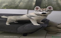 Husky cani in vendita: Cucciola husky a Provincia di Ascoli Piceno - Immagine 1