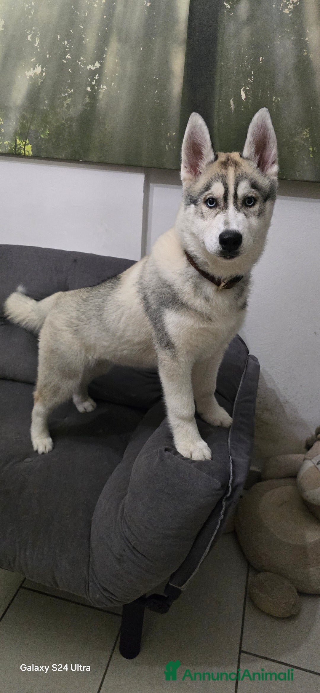 Husky cani in vendita: Cucciola husky a Provincia di Ascoli Piceno - Immagine 1