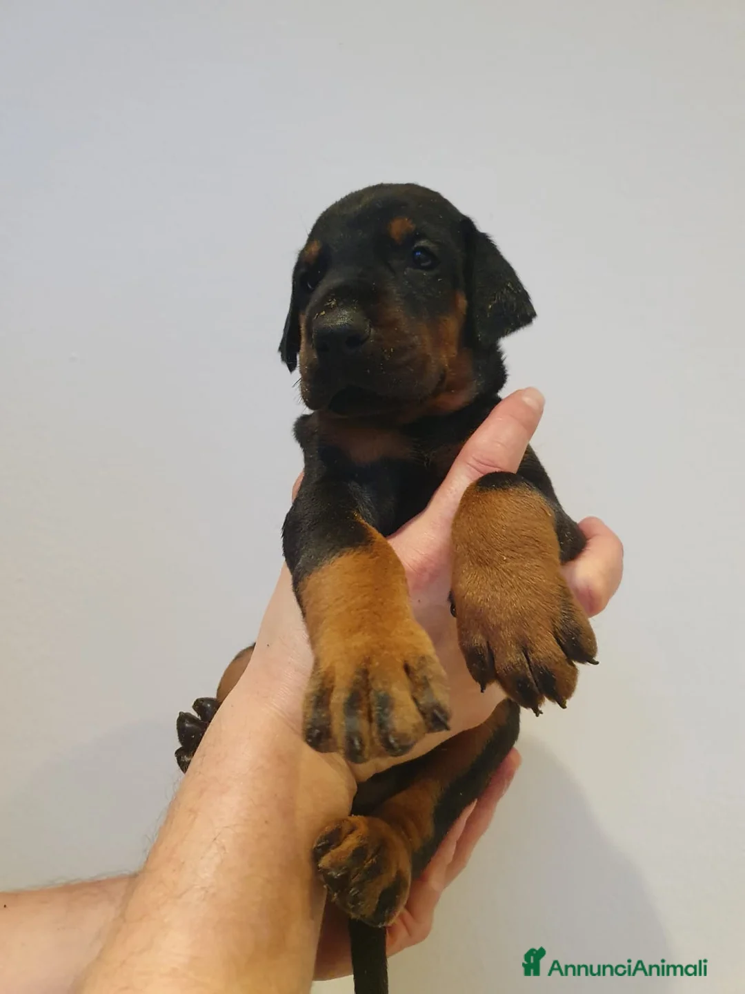 Dobermann cani in vendita: Cuccioli di Dobermann - Annuncio 4