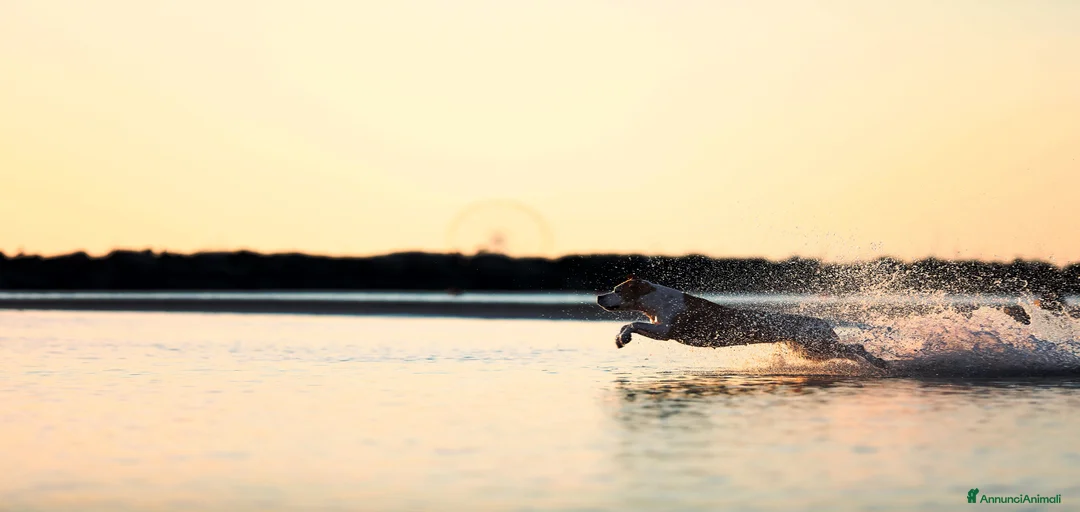 Immagine della galleria {{count}}