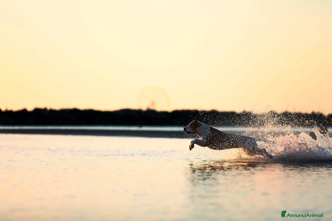 Immagine della galleria {{count}}