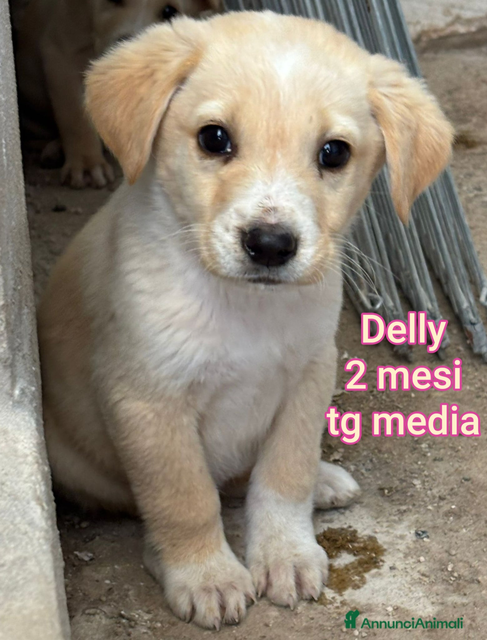 Meticcio cani CUCCIOLI, URGENTE: TEMPO SCADUTO  - Annuncio 28