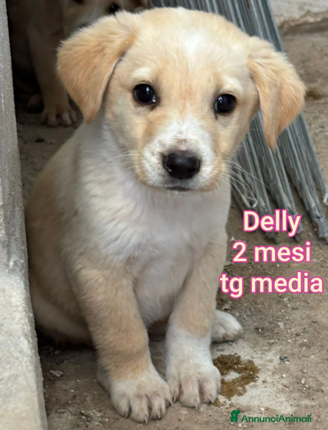 Meticcio cani in regalo: CUCCIOLI, URGENTE: TEMPO SCADUTO  a Provincia di Arezzo - Annuncio 1