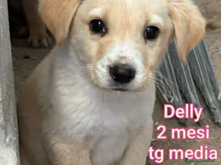 Meticcio cani CUCCIOLI, URGENTE: TEMPO SCADUTO - Annuncio 28