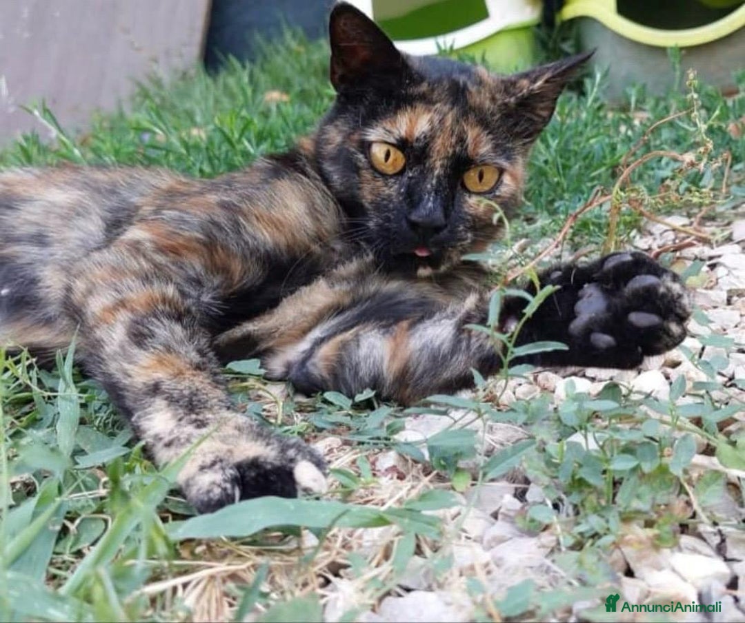 Europeo gatti in regalo: Gattina tartarugata - Annuncio 5