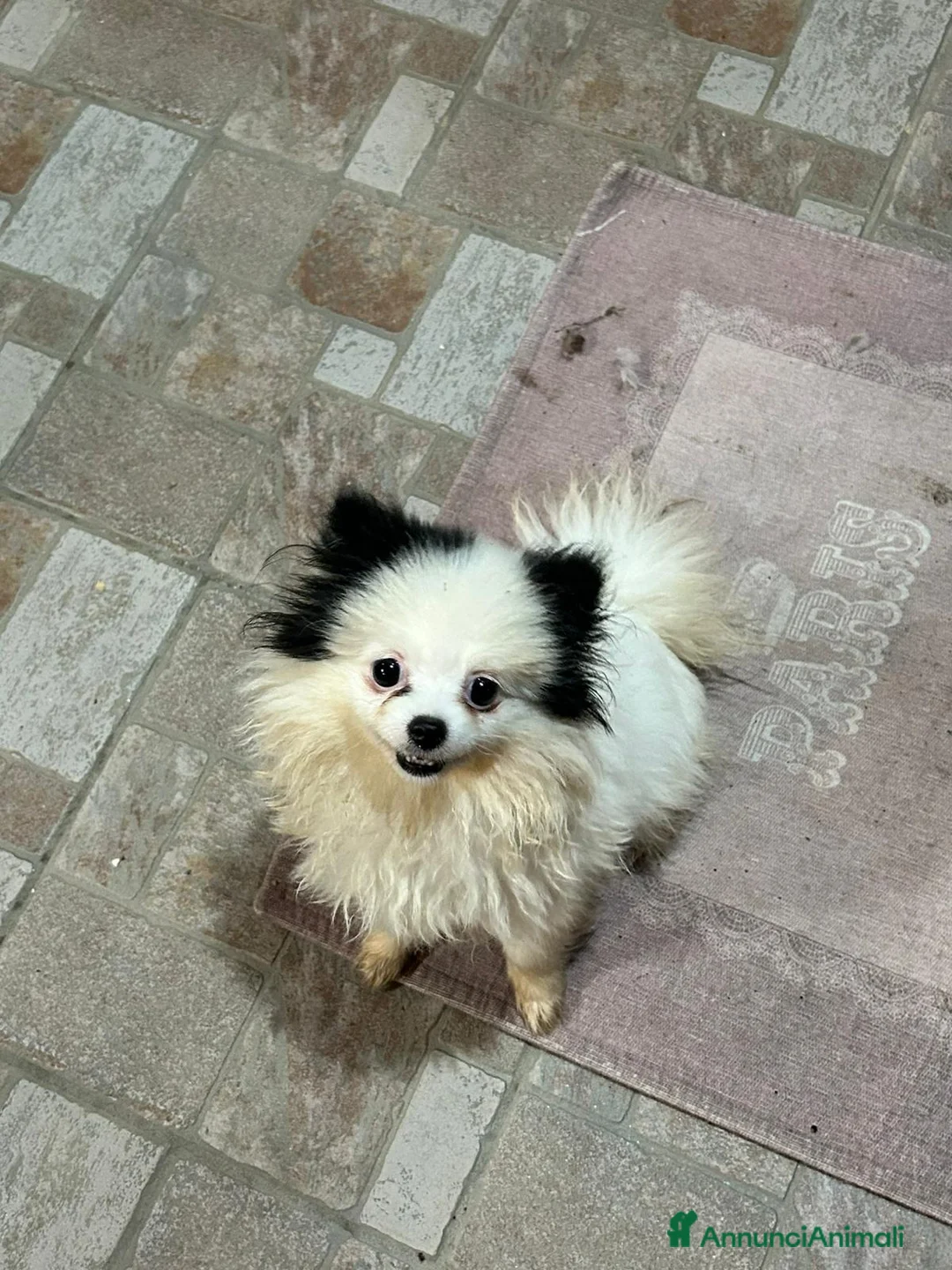 Spitz cani in vendita: SPITZ TEDESCO NANO PARTICOLOR - Annuncio 2