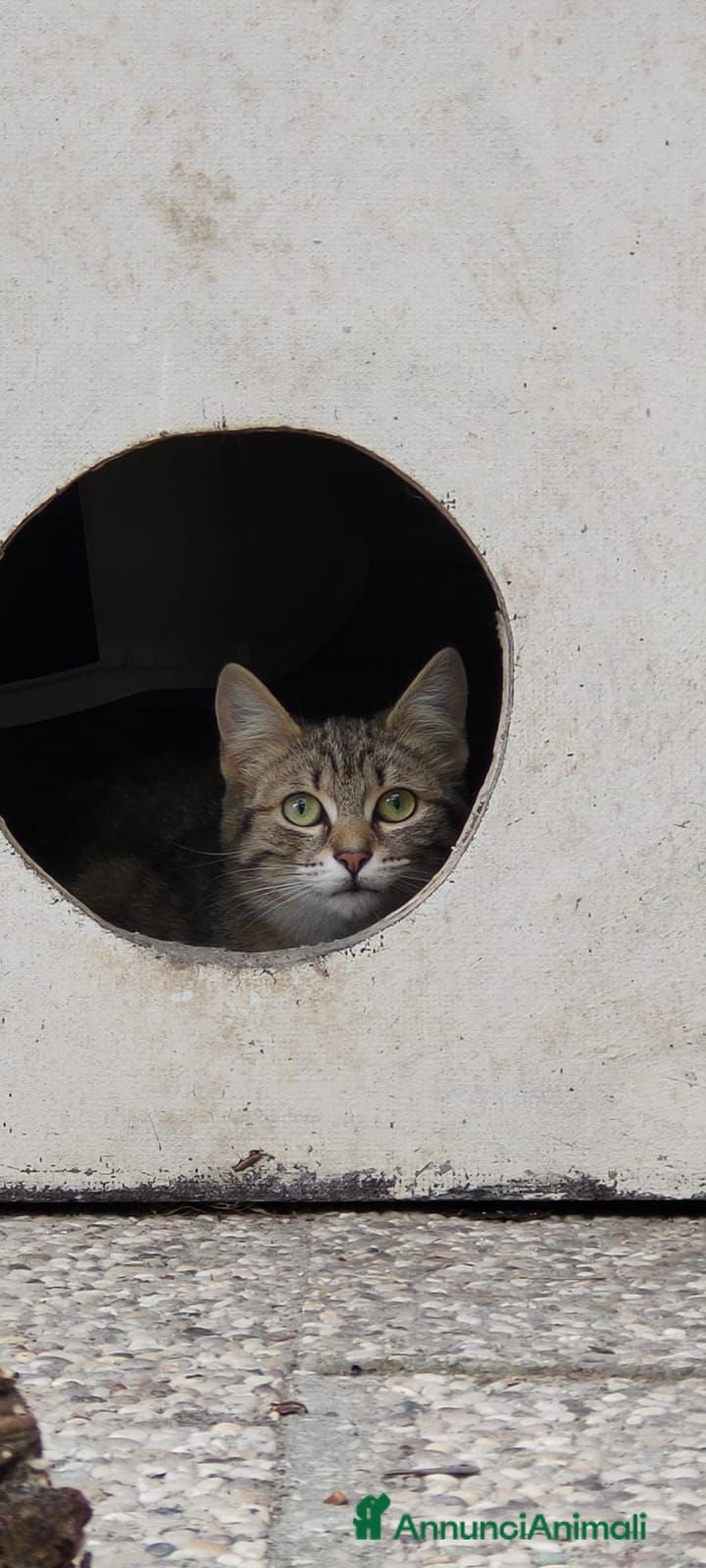 Europeo gatti Gattina grigia di 5 mesi - Annuncio 31