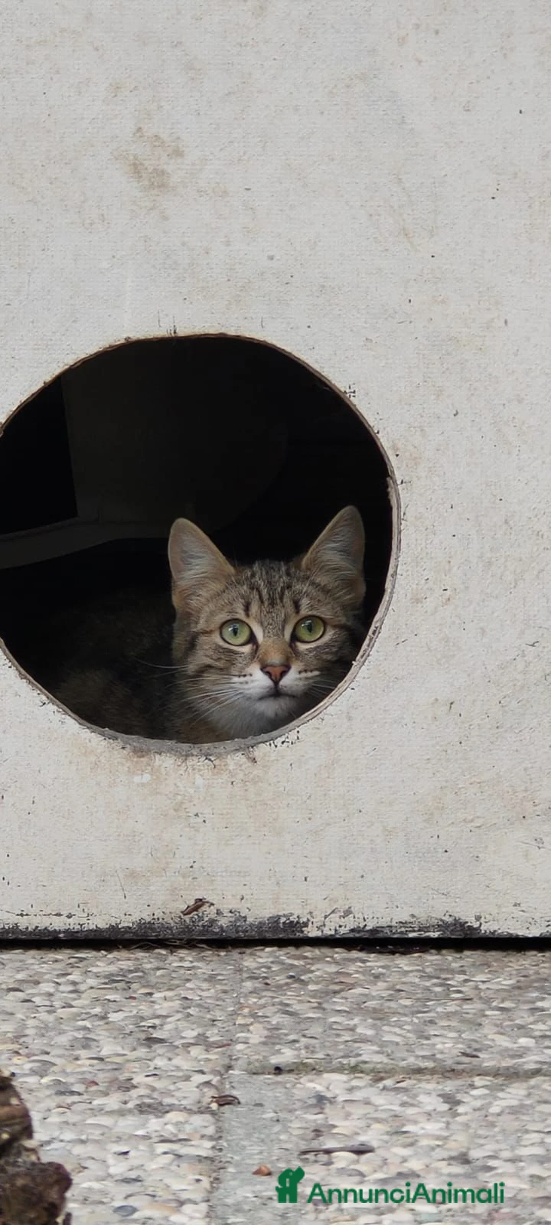 Europeo gatti in regalo: Gattina grigia di 5 mesi - Annuncio 1