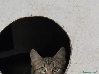 Europeo gatti Gattina grigia di 5 mesi - Annuncio 31