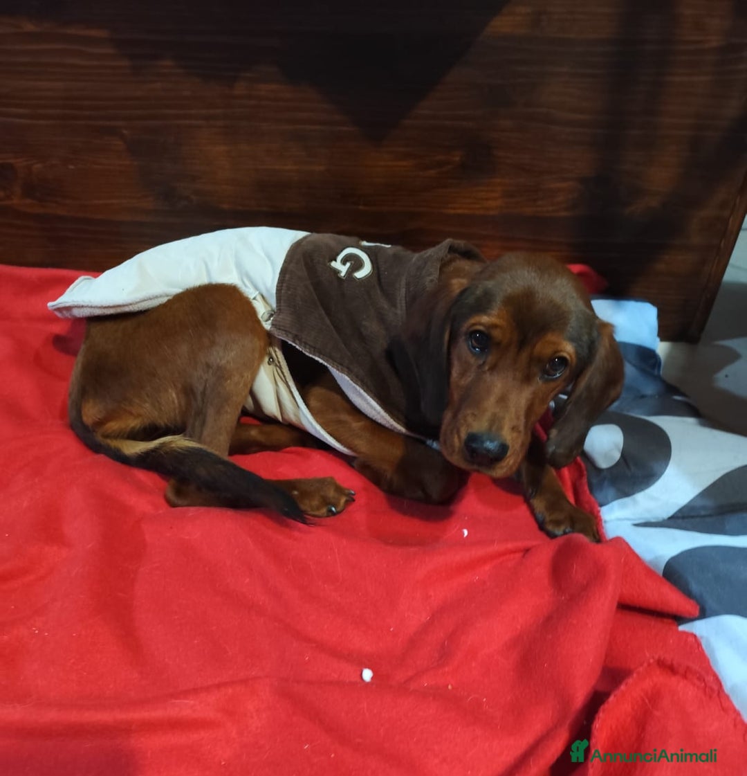 Meticcio cani in regalo: GIUGGIOLA 1 anno taglia piccola  - Annuncio 8