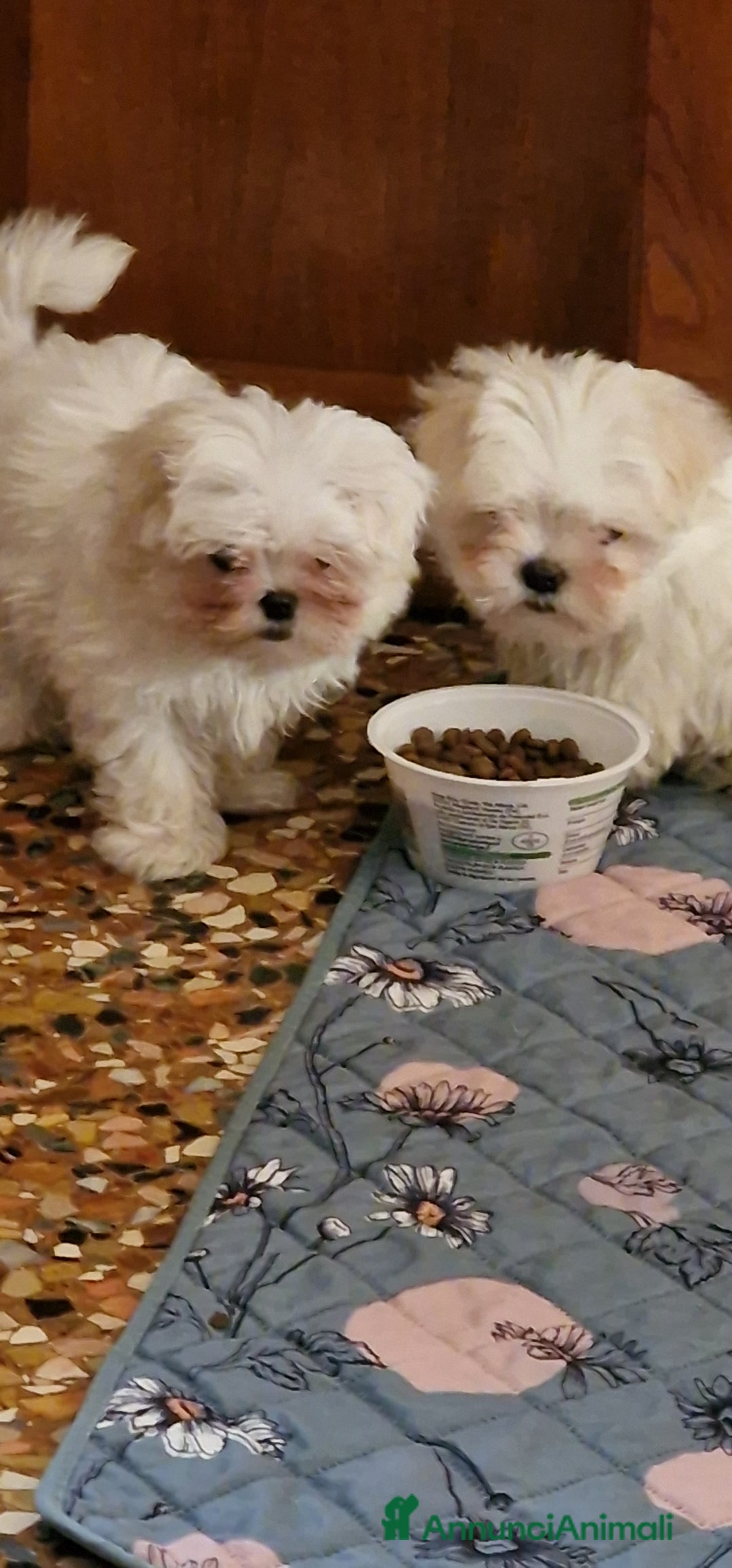 Maltese cani in vendita: Maltesi cucciole femmine - Annuncio 2