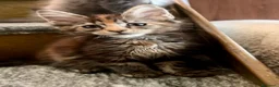 Maine Coon gatti in vendita: Cuccioli di Maine Coon - Annuncio 10