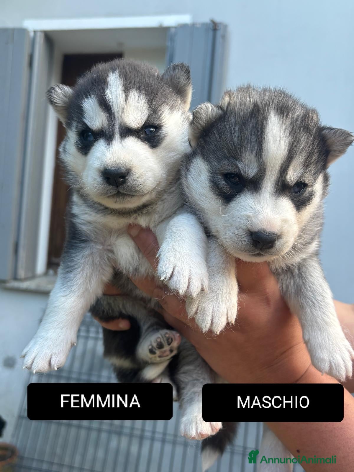 Husky cani Cuccioli di siberian husky  - Annuncio 2
