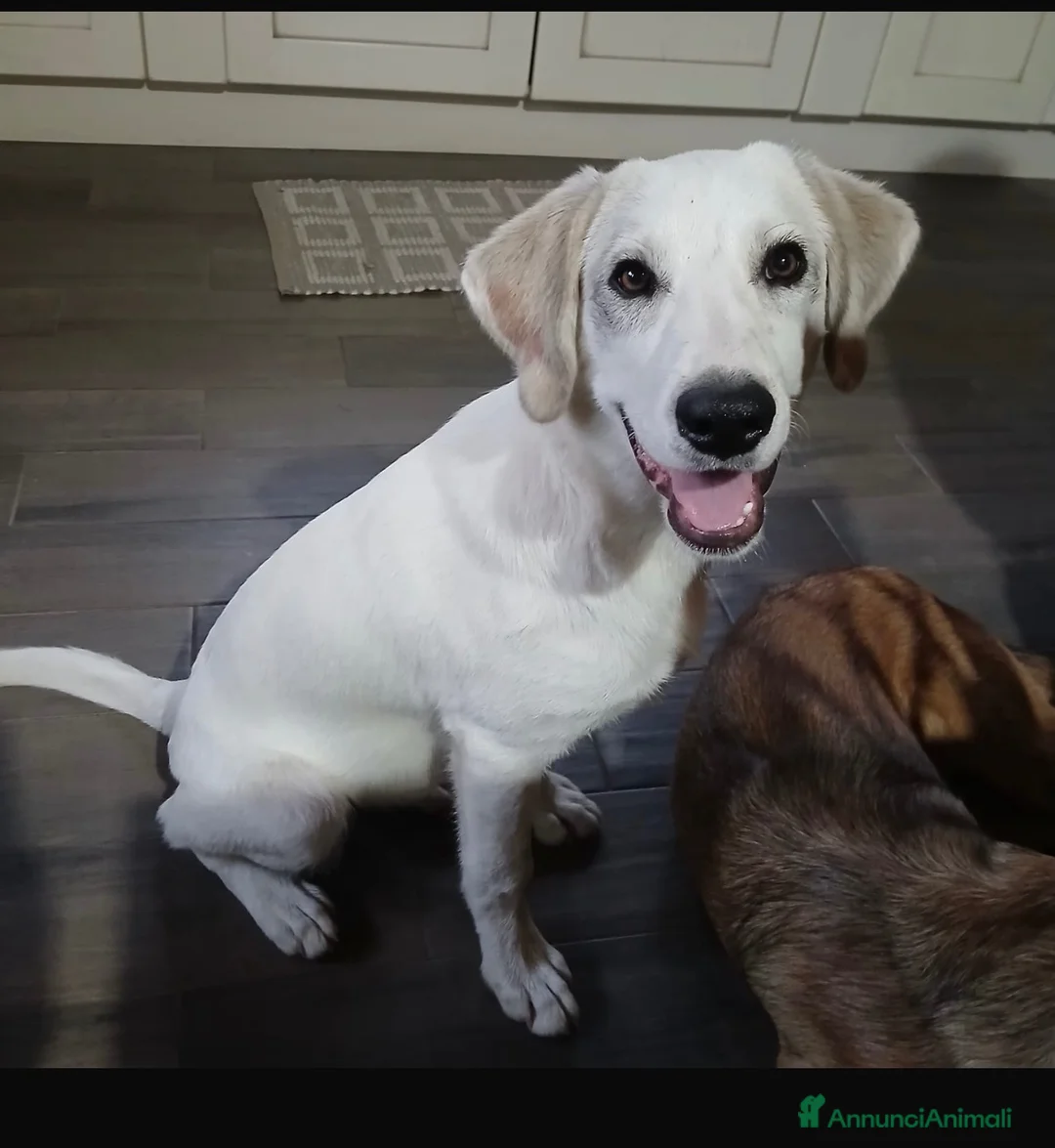 Meticcio cani in regalo: Loki dolcissimo cucciolo simil labrador  - Annuncio 2