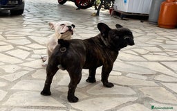 Bulldog Francese cani in vendita: Ultimi 2 cuccioli di bulldog francese  a Città metropolitana di Catania - Immagine 5