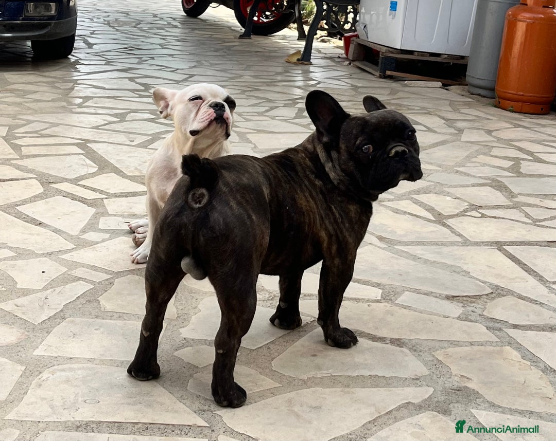 Bulldog Francese cani in vendita: Ultimi 2 cuccioli di bulldog francese  a Città metropolitana di Catania - Immagine 5