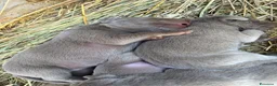 Weimaraner cani in vendita: Cucciolata di 6 weimaraner  - Annuncio 12