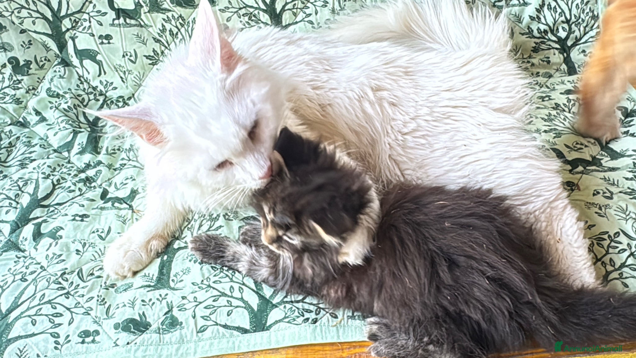 Maine Coon gatti in vendita: Cucciolo maine coon castano bellissimo  - Annuncio 10
