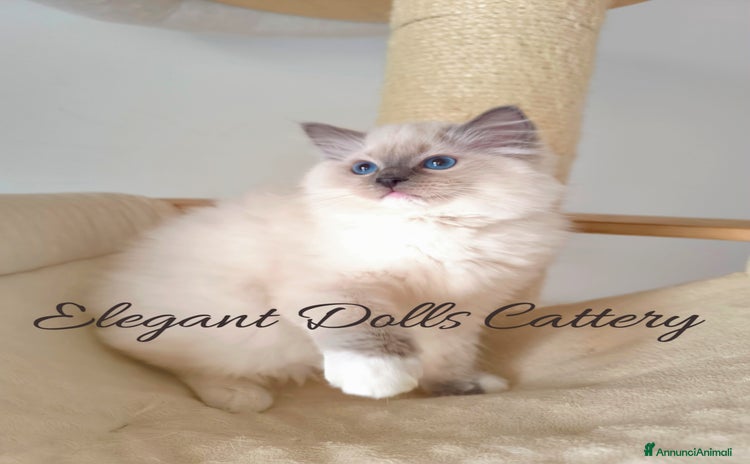 Ragdoll gatti a Città metropolitana di Roma Capitale - Annuncio 6