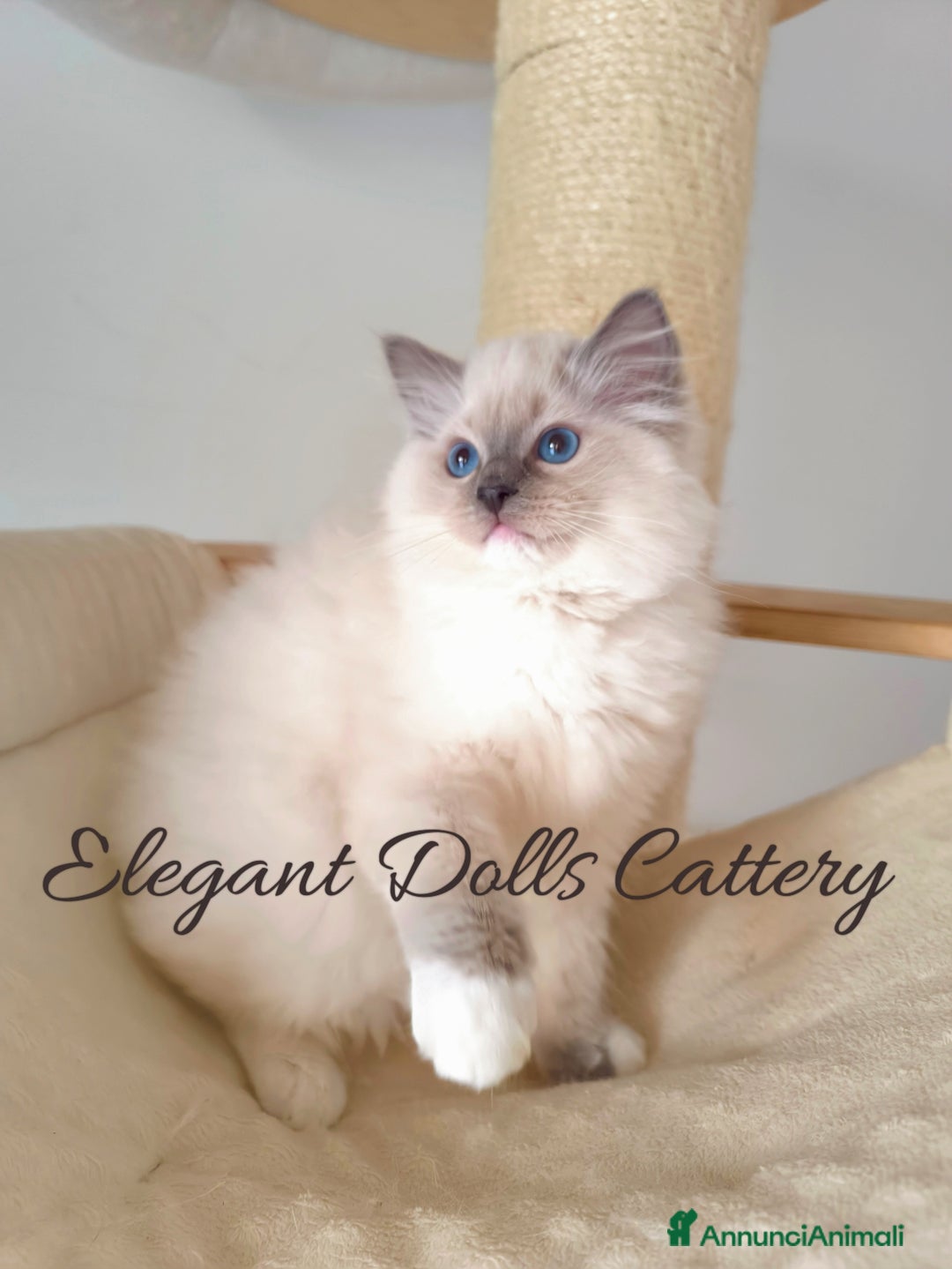 Ragdoll gatti in vendita: Ragdoll cucciola blu mitted disponibile  a Città metropolitana di Roma Capitale - Immagine 1