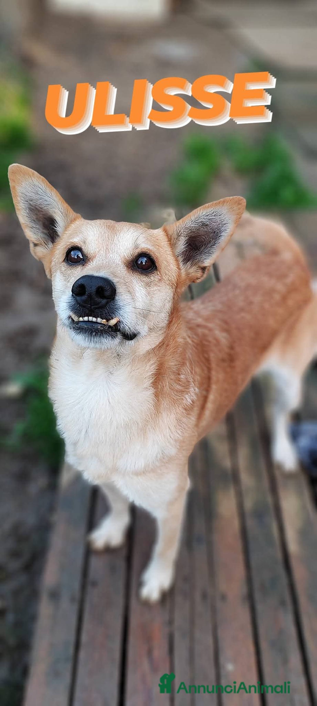 Meticcio cani in regalo: Ulisse cerca casa  - Annuncio 4