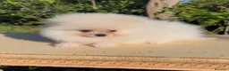 Volpino Pomerania cani in vendita: Ultimi cuccioli di Pomerania con pedigree  a Città Metropolitana di Firenze - Annuncio 1