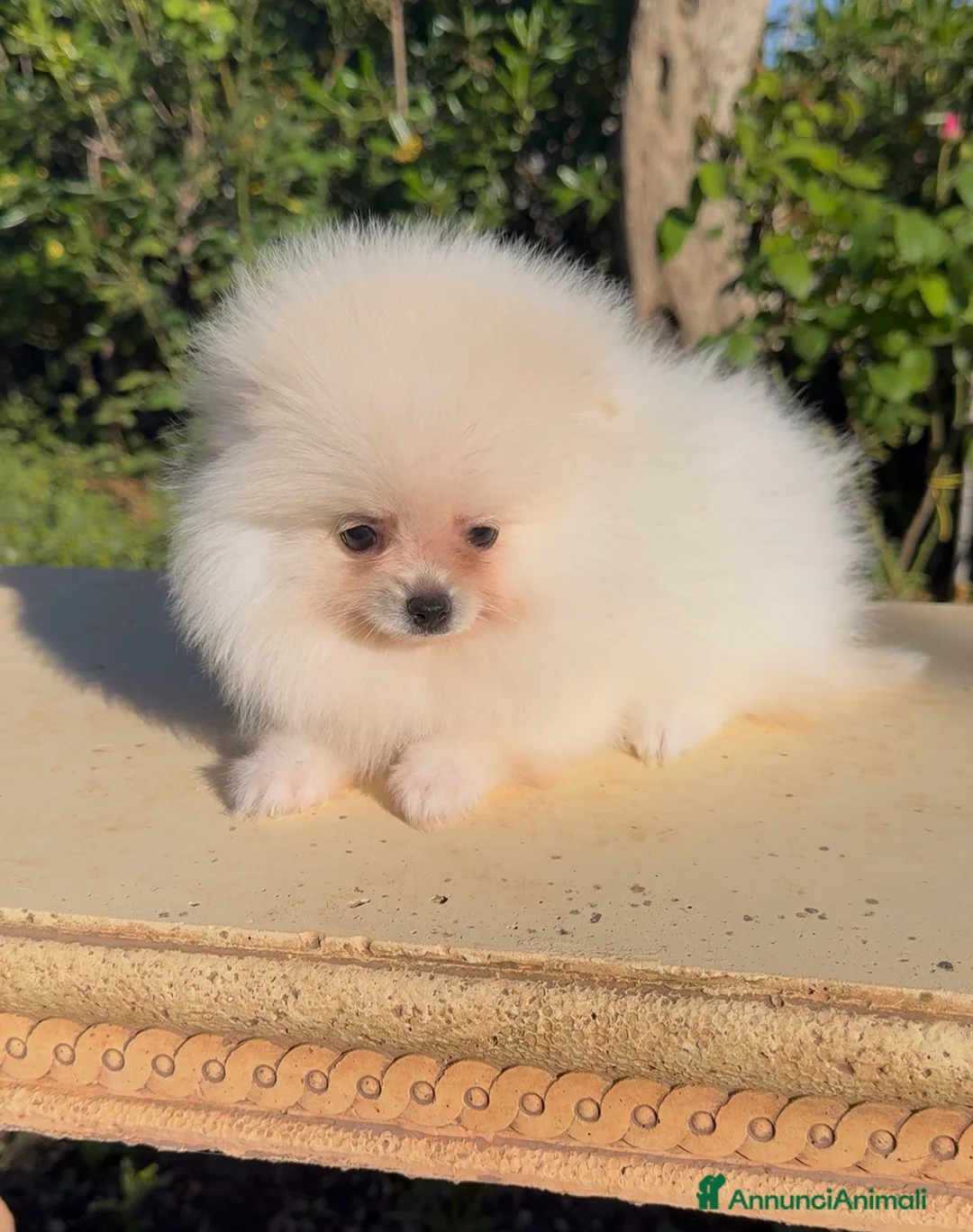 Volpino Pomerania cani in vendita: Ultimi cuccioli di Pomerania con pedigree  a Città Metropolitana di Firenze - Annuncio 1
