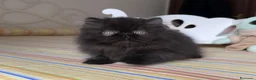 Persiano gatti in vendita:  Annarita Oh, Bambina! - Annuncio 7
