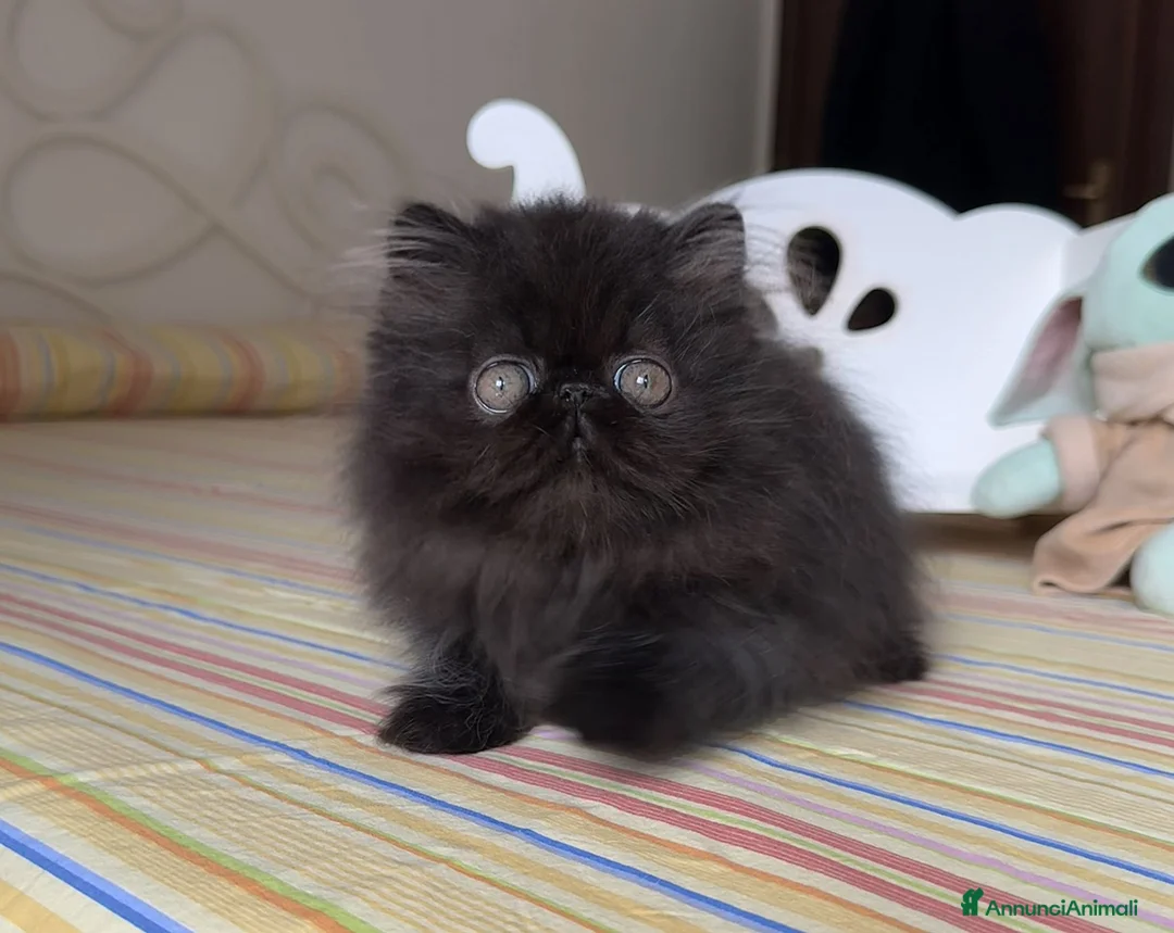 Persiano gatti in vendita:  Annarita Oh, Bambina! - Annuncio 7