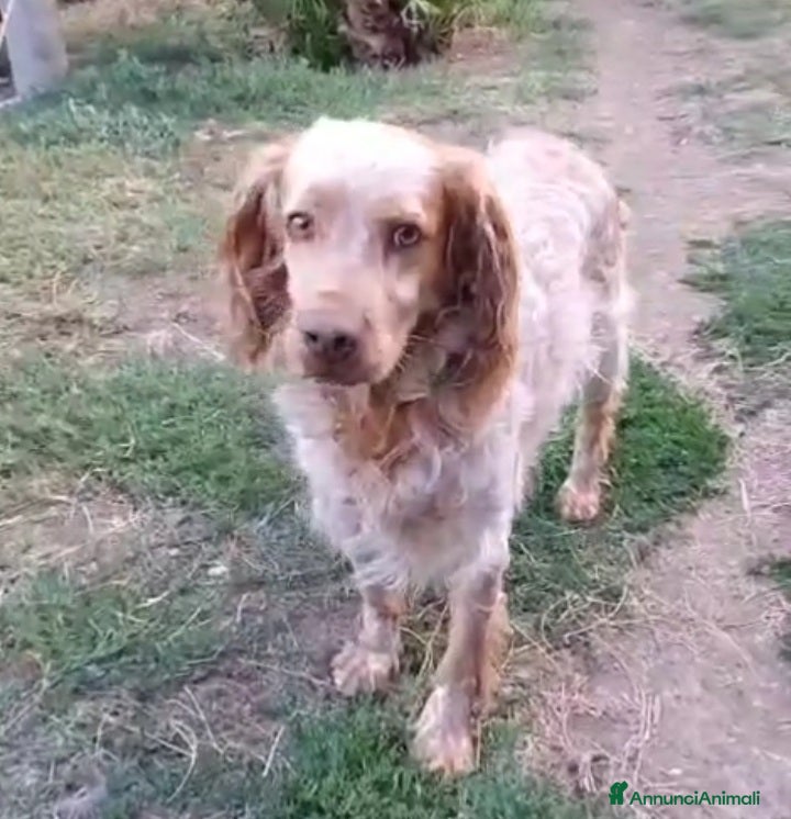 Breton cani Breton arancio adulti IN CANILE DAL 2020! LAZIO - Annuncio 2