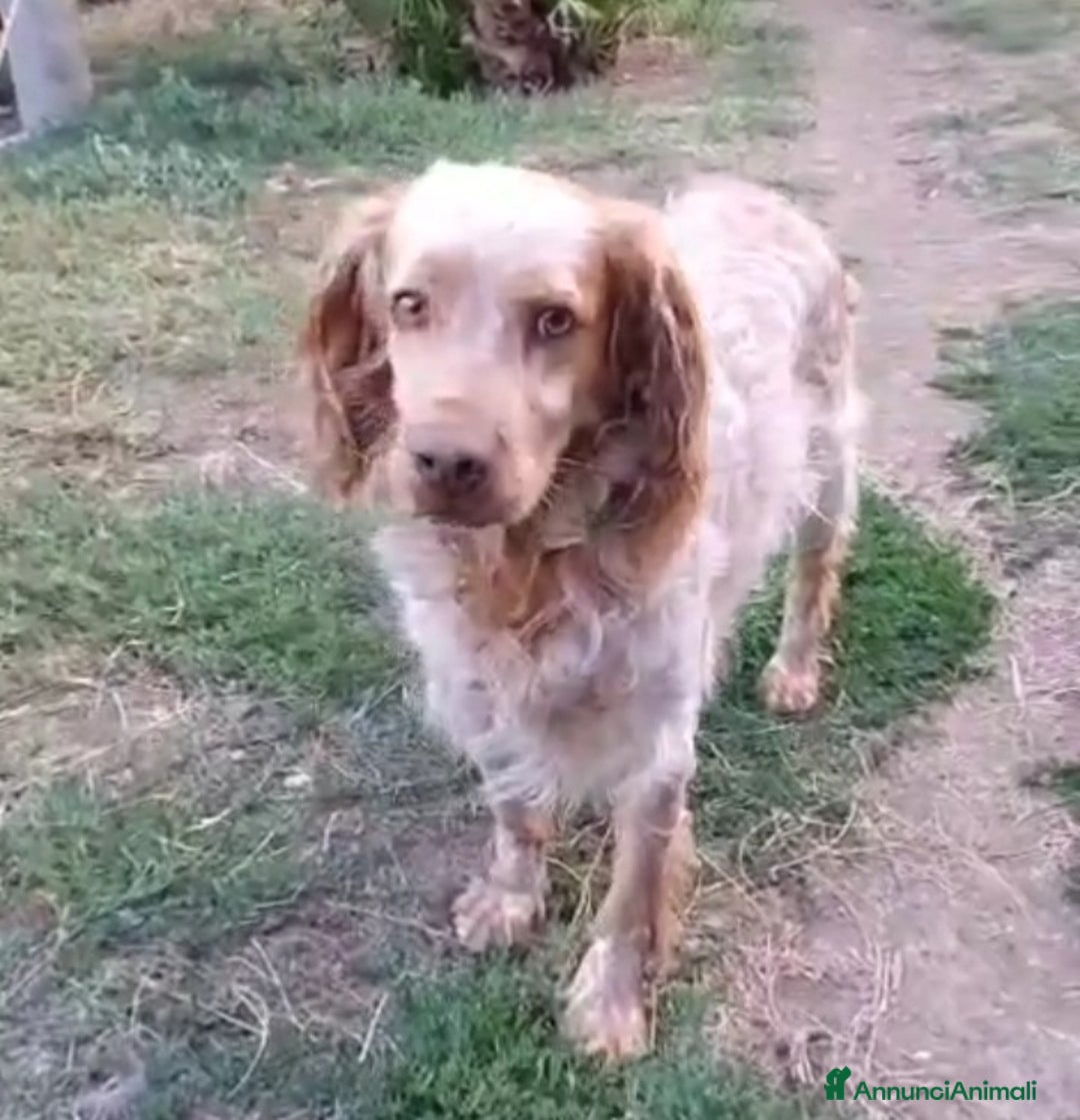 Breton cani in regalo: Breton arancio adulti IN CANILE DAL 2020! LAZIO - Annuncio 2