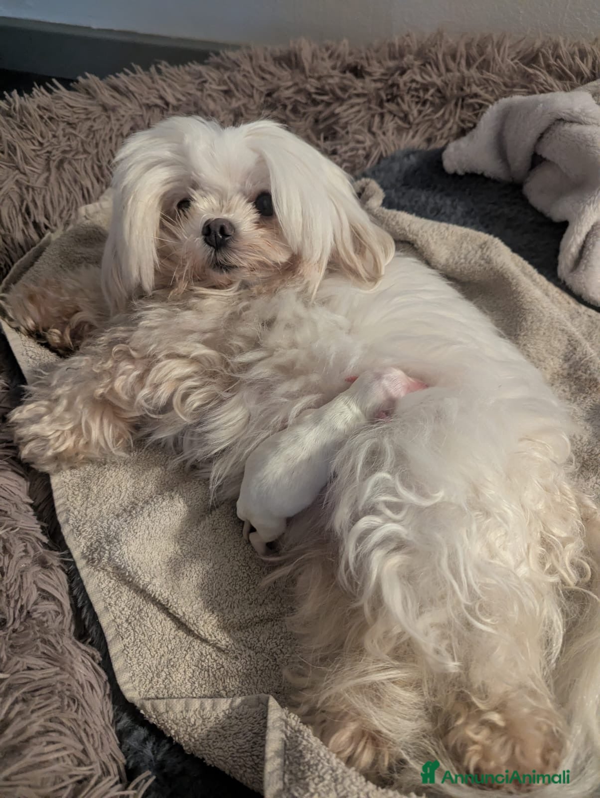 Maltese cani Cucciolo femmina di maltese  - Annuncio 1