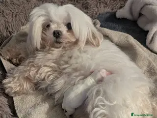 Maltese cani Cucciolo femmina di maltese - Annuncio 9