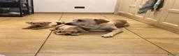 Labrador cani in vendita: Labrador  a Città metropolitana di Roma Capitale - Annuncio 3