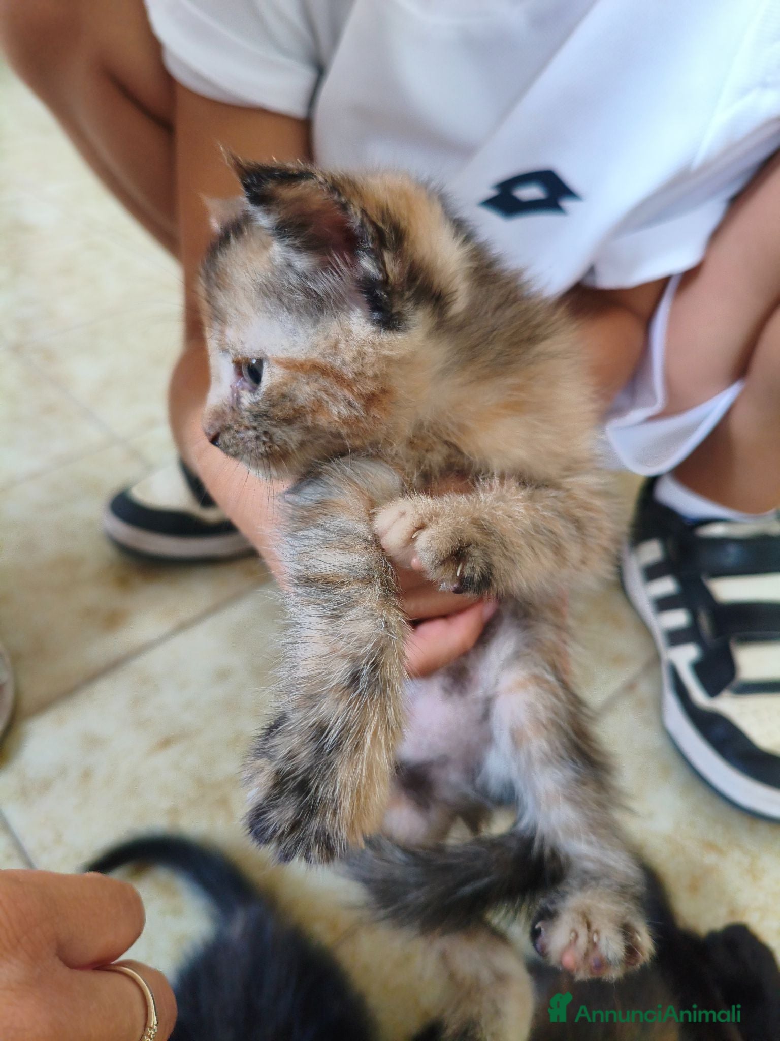 Meticcio gatti Ultima gattina - Annuncio 2
