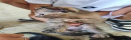 Meticcio gatti in regalo: Ultima gattina - Annuncio 1