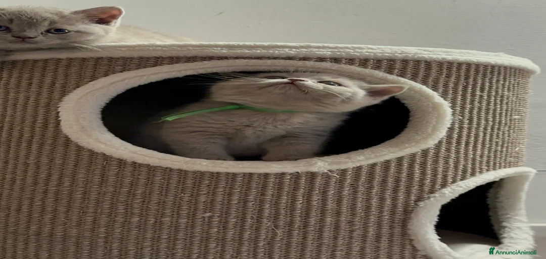 Immagine della galleria {{count}}